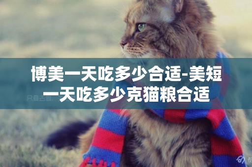 博美一天吃多少合適-美短一天吃多少克貓糧合適
