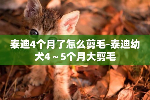 泰迪4個月了怎么剪毛-泰迪幼犬4～5個月大剪毛