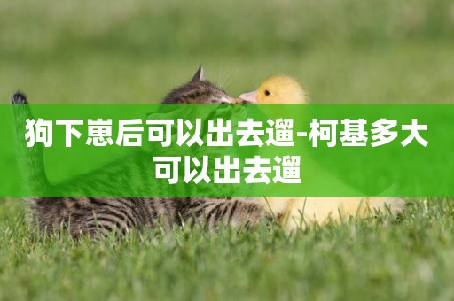 狗下崽后可以出去遛-柯基多大可以出去遛