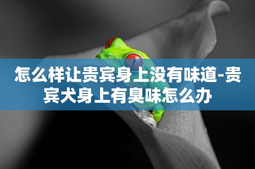 怎么樣讓貴賓身上沒有味道-貴賓犬身上有臭味怎么辦