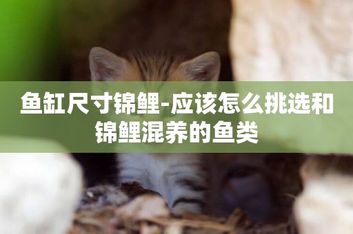 魚缸尺寸錦鯉-應該怎么挑選和錦鯉混養的魚類