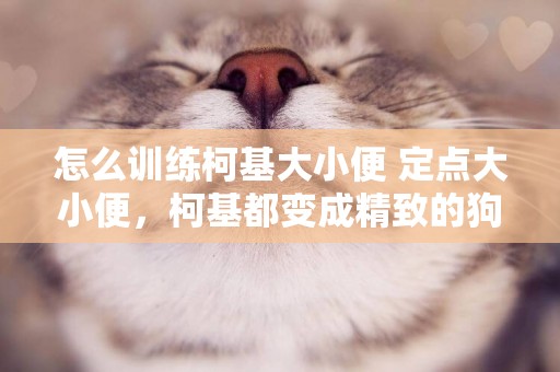 怎么訓練柯基大小便 定點大小便，柯基都變成精致的狗！