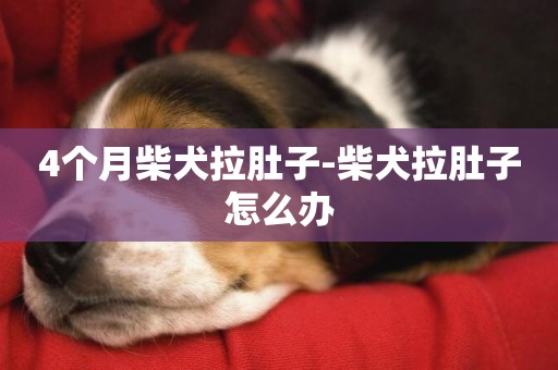 4個月柴犬拉肚子-柴犬拉肚子怎么辦