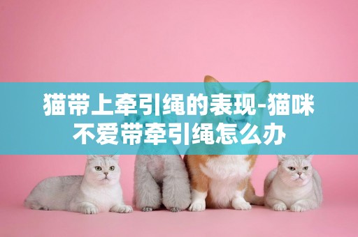 貓帶上牽引繩的表現-貓咪不愛帶牽引繩怎么辦