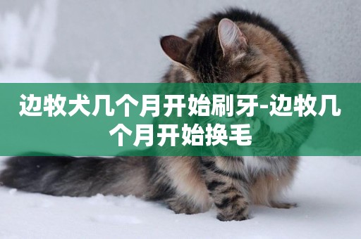 邊牧犬幾個月開始刷牙-邊牧幾個月開始換毛