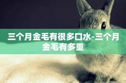三個月金毛有很多口水-三個月金毛有多重