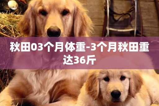 秋田03個月體重-3個月秋田重達36斤