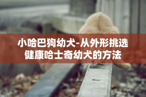 小哈巴狗幼犬-從外形挑選健康哈士奇幼犬的方法