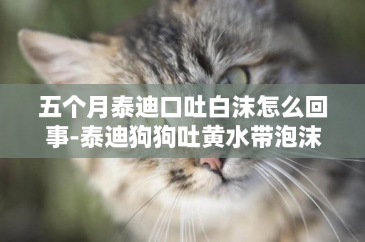 五個月泰迪口吐白沫怎么回事-泰迪狗狗吐黃水帶泡沫是怎么回事