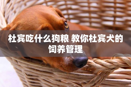 杜賓吃什么狗糧 教你杜賓犬的飼養管理