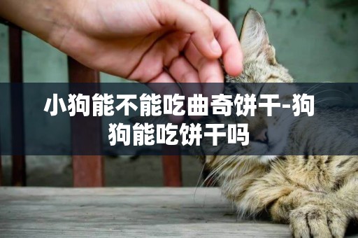 小狗能不能吃曲奇餅干-狗狗能吃餅干嗎