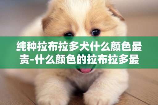 純種拉布拉多犬什么顏色最貴-什么顏色的拉布拉多最貴