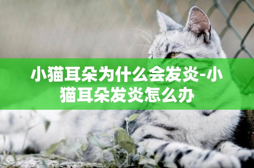 小貓耳朵為什么會發炎-小貓耳朵發炎怎么辦