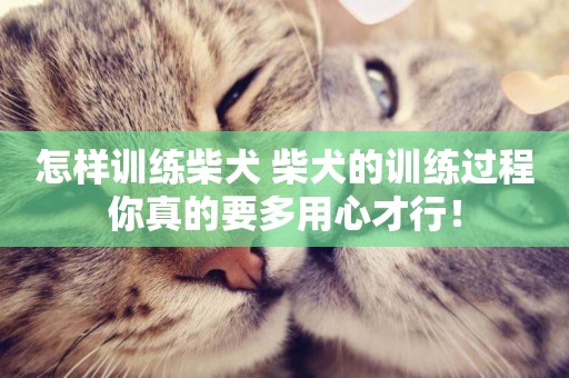 怎樣訓練柴犬 柴犬的訓練過程你真的要多用心才行！