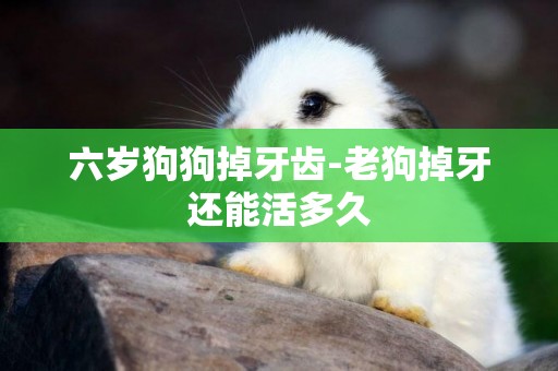 六歲狗狗掉牙齒-老狗掉牙還能活多久
