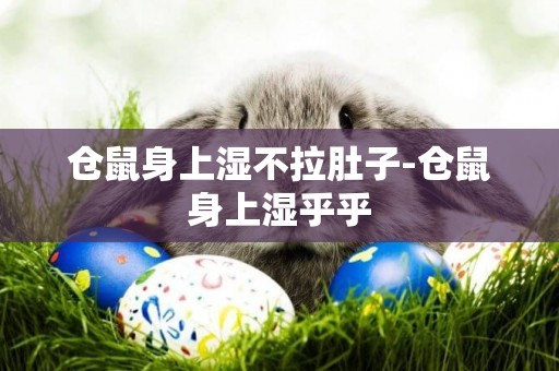 倉鼠身上濕不拉肚子-倉鼠身上濕乎乎