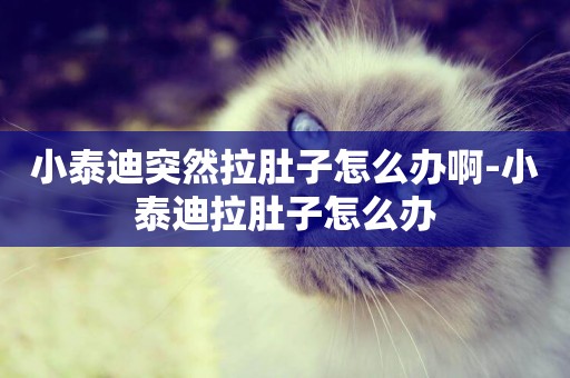 小泰迪突然拉肚子怎么辦啊-小泰迪拉肚子怎么辦