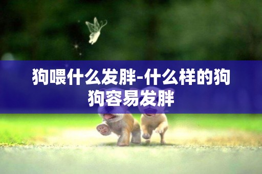 狗喂什么發胖-什么樣的狗狗容易發胖
