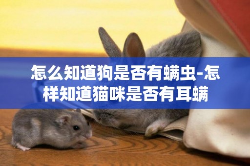 怎么知道狗是否有螨蟲-怎樣知道貓咪是否有耳螨