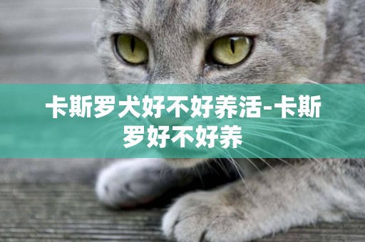卡斯羅犬好不好養活-卡斯羅好不好養