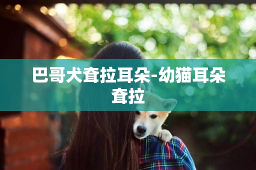 巴哥犬耷拉耳朵-幼貓耳朵耷拉