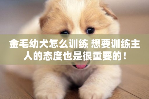 金毛幼犬怎么訓練 想要訓練主人的態度也是很重要的！