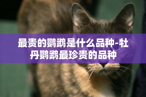 最貴的鸚鵡是什么品種-牡丹鸚鵡最珍貴的品種