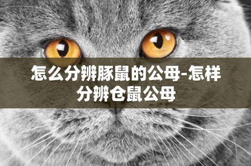 怎么分辨豚鼠的公母-怎樣分辨倉鼠公母