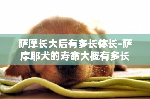 薩摩長大后有多長體長-薩摩耶犬的壽命大概有多長