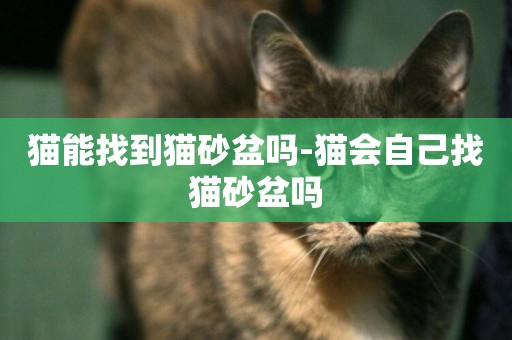 貓能找到貓砂盆嗎-貓會自己找貓砂盆嗎