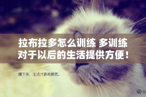 拉布拉多怎么訓練 多訓練對于以后的生活提供方便！
