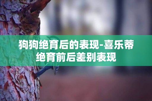 狗狗絕育后的表現-喜樂蒂絕育前后差別表現
