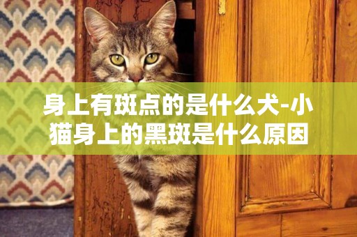 身上有斑點的是什么犬-小貓身上的黑斑是什么原因