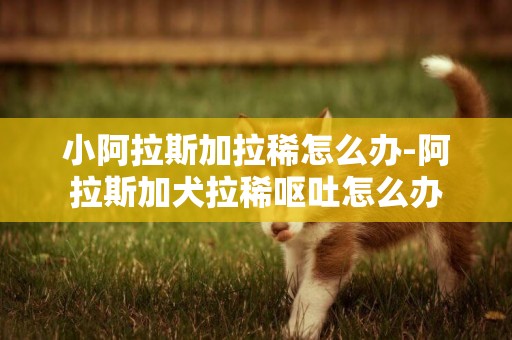 小阿拉斯加拉稀怎么辦-阿拉斯加犬拉稀嘔吐怎么辦