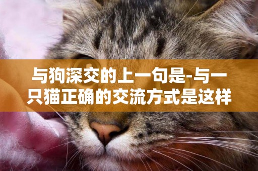 與狗深交的上一句是-與一只貓正確的交流方式是這樣的