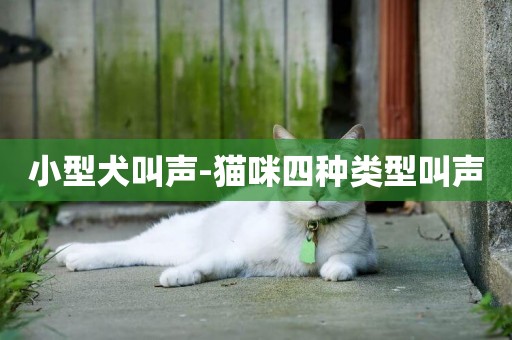 小型犬叫聲-貓咪四種類型叫聲