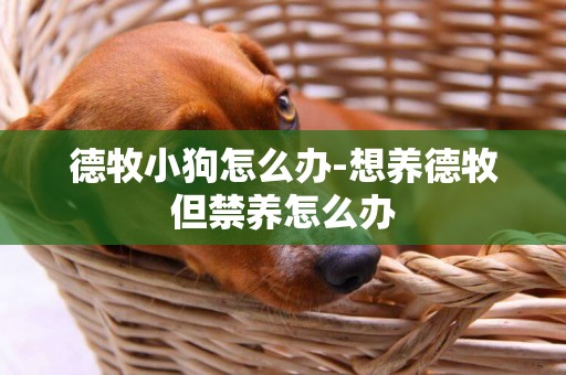德牧小狗怎么辦-想養德牧但禁養怎么辦