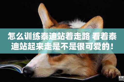 怎么訓練泰迪站著走路 看著泰迪站起來走是不是很可愛的！