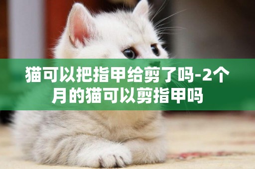 貓可以把指甲給剪了嗎-2個月的貓可以剪指甲嗎