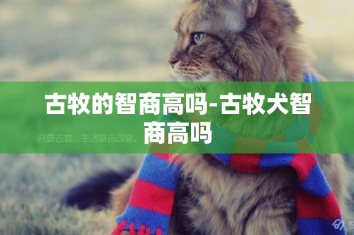 古牧的智商高嗎-古牧犬智商高嗎