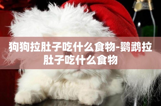 狗狗拉肚子吃什么食物-鸚鵡拉肚子吃什么食物