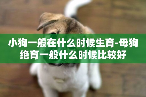小狗一般在什么時候生育-母狗絕育一般什么時候比較好
