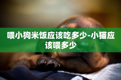 喂小狗米飯應該吃多少-小貓應該喂多少