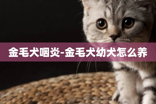 金毛犬咽炎-金毛犬幼犬怎么養