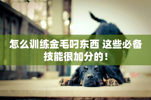 怎么訓練金毛叼東西 這些必備技能很加分的！