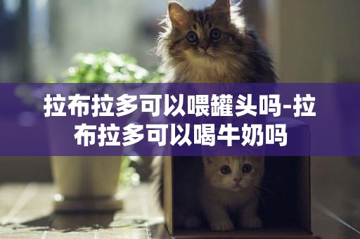拉布拉多可以喂罐頭嗎-拉布拉多可以喝牛奶嗎