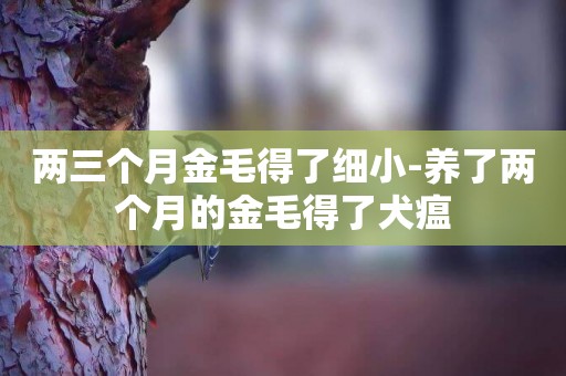 兩三個月金毛得了細小-養了兩個月的金毛得了犬瘟