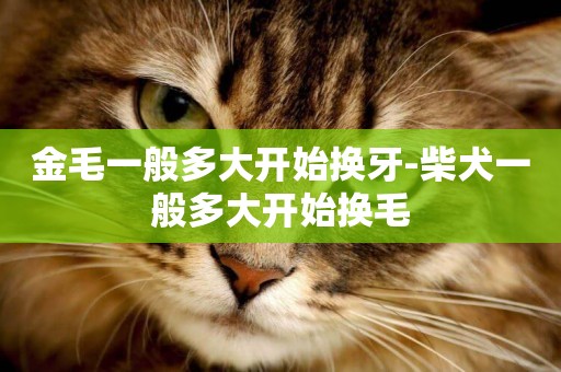 金毛一般多大開始換牙-柴犬一般多大開始換毛