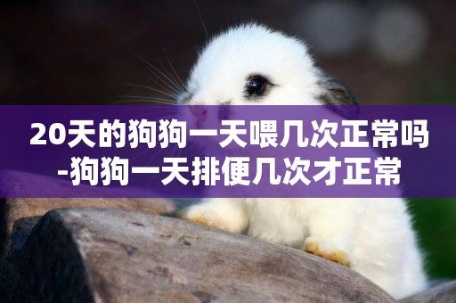 20天的狗狗一天喂幾次正常嗎-狗狗一天排便幾次才正常