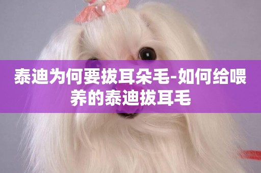 泰迪為何要拔耳朵毛-如何給喂養的泰迪拔耳毛
